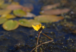 Utricularia australis, Utriculaire négligée