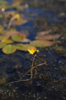 Utricularia australis, Utriculaire négligée
