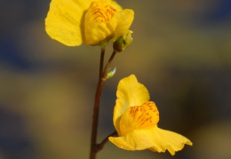 Utricularia australis, Utriculaire négligée