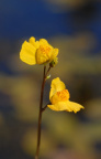 Utricularia australis, Utriculaire négligée