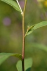 Senecio ovatus, Séneçon ovale