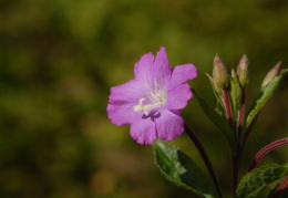 Epilobium hirsutum, Épilobe hérissé