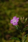 Epilobium hirsutum, Épilobe hérissé