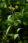 Senecio ovatus, Séneçon ovale