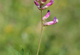 Vicia dumetorum, Vesce des buissons