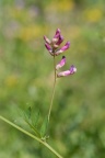 Vicia dumetorum, Vesce des buissons