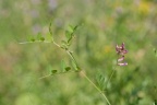 Vicia dumetorum, Vesce des buissons