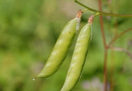 Vicia dumetorum, Vesce des buissons