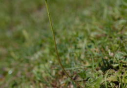 Hieracium pilosella, Épervière piloselle