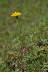 Hieracium pilosella, Épervière piloselle