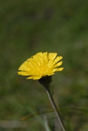 Hieracium pilosella, Épervière piloselle
