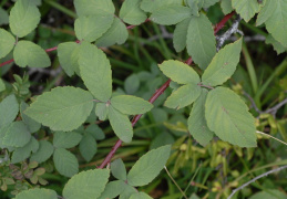 Rubus canescens, Ronce tomenteuse