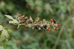 Rubus canescens, Ronce tomenteuse