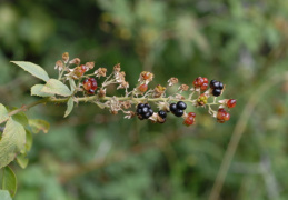 Rubus canescens, Ronce tomenteuse