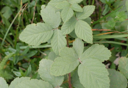 Rubus canescens, Ronce tomenteuse