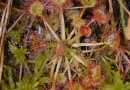 Drosera rotundifolia, Rossolis à feuilles rondes