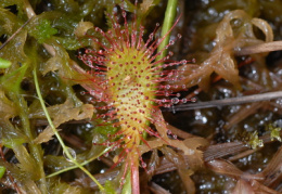 Drosera x obovata, Rossolis à feuilles obovales