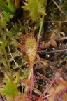 Drosera x obovata, Rossolis à feuilles obovales