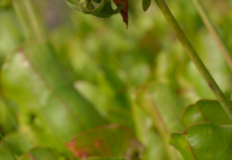Sarracenia purpurea, Sarracénie pourpre