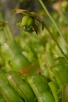 Sarracenia purpurea, Sarracénie pourpre