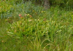 Sarracenia purpurea, Sarracénie pourpre