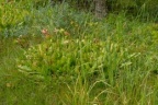 Sarracenia purpurea, Sarracénie pourpre