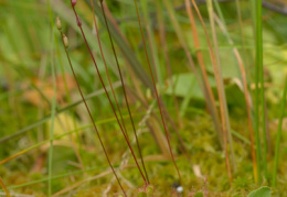 Drosera x obovata, Rossolis à feuilles obovales