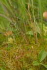 Drosera x obovata, Rossolis à feuilles obovales