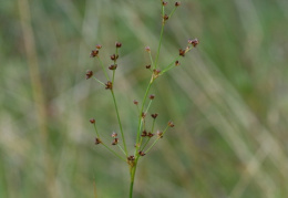 Juncus acutiflorus, Jonc à fleurs aigües