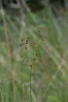 Juncus acutiflorus, Jonc à fleurs aigües