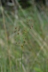 Juncus acutiflorus, Jonc à fleurs aigües