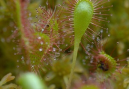 Drosera x obovata, Rossolis à feuilles obovales