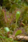 Drosera x obovata, Rossolis à feuilles obovales