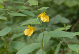 Impatiens noli-tangere, Impatiente ne-me-touchez-pas