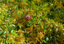 Vaccinium oxycoccos, Canneberge