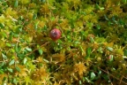 Vaccinium oxycoccos, Canneberge