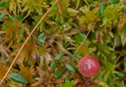 Vaccinium oxycoccos, Canneberge