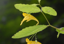 Impatiens noli-tangere, Impatiente ne-me-touchez-pas