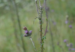 Cirsium palustre, Cirse des marais