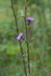 Cirsium palustre, Cirse des marais