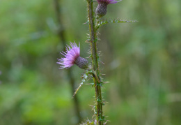 Cirsium palustre, Cirse des marais