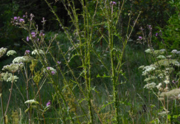 Cirsium palustre, Cirse des marais