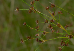 Juncus acutiflorus, Jonc à fleurs aigües