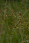 Juncus acutiflorus, Jonc à fleurs aigües