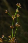 Juncus acutiflorus, Jonc à fleurs aigües