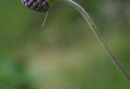 Succisa pratensis, Succise des prés