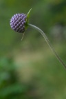 Succisa pratensis, Succise des prés
