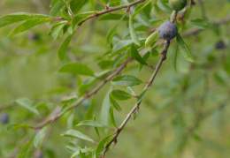 Prunus spinosa, Épine noire