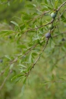 Prunus spinosa, Épine noire