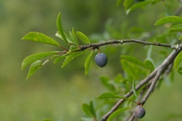 Prunus spinosa, Épine noire
